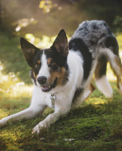 Alex Martinez avatar