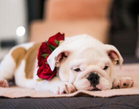 Alex Martinez avatar