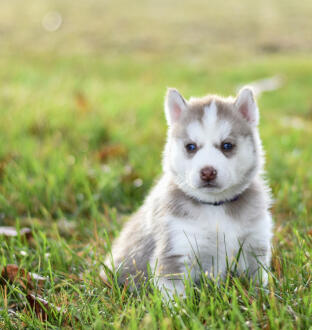 Alex Martinez avatar