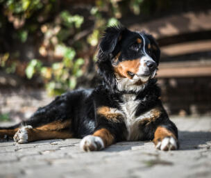 Alex Martinez avatar