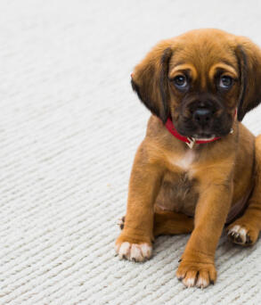 Maya Chen profile photo