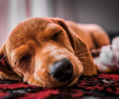 Leo Anders profile photo