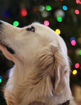 Maya Chen profile photo